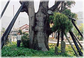 画像：大崎のてんまる杉（幹と並ぶ）