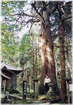 画像：稲島の大杉（幹と並ぶ）