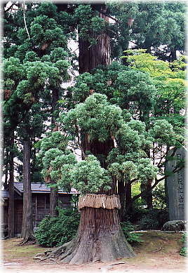 画像：魚沼神社の御神木