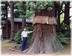 画像：魚沼神社の御神木（幹と並ぶ）