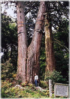 画像：臼谷の大杉（幹と並ぶ）