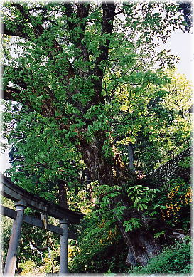 画像：日吉神社のトチノキ