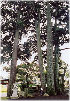 画像：用沢八幡宮の三本杉