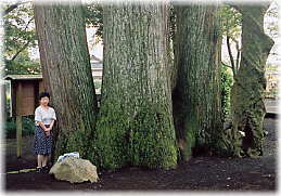 画像：用沢八幡宮の三本杉（幹と並ぶ）